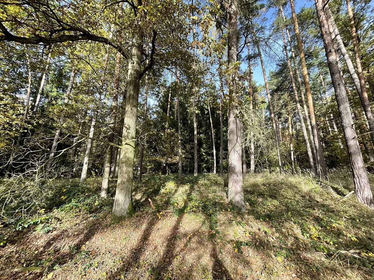 Prodej lesa 21899 m²